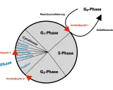Der zellzyklus ist ein Kreislauf mit Phasen wie G1, S, G2 und M (Mitose), der durch Kontrollpunkte reguliert wird. Zellen können auch in die G0-Phase eintreten.