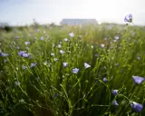 A field of delicate blue flax plant flowers sway gently in the sunlit breeze, with a blurred building in the distance.