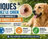 Un chien golden retriever se repose, avec une image agrandie d'une tique sur sa peau. L'infographie explique le cycle de vie, les dangers et la prévention des tiques chez le chien.