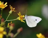 Une pieride du chou, d'un blanc immaculé, butine une fleur jaune.