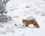 Lis rudy z puszystym ogonem przemierza zasypany śniegiem teren. Widać gałęzie sosny i kępy traw, które przygotowują się do zimowania.