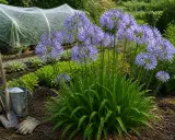 Gros plan sur une agapanthe en fleurs, avec des outils de jardinage à proximité. L'entretien de ces beautés bleues est un plaisir.