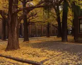 Gyllene löv från ginkgo biloba täcker marken framför en tegelbyggnad. Cyklar står parkerade i bakgrunden.