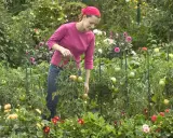 Une femme dans un jardin luxuriant, examinant une plante sauvage de tomates. Des fleurs colorées bordent le chemin.