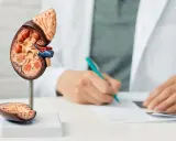 Model nerki z widocznymi torbielami w nerkach. Lekarz w tle notuje informacje.