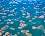 Un mare di meduse, una specie affascinante che galleggia nelle acque turchesi.