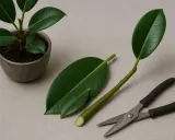 Gummibaum schneiden: Ein kleiner Gummibaum im Topf, ein abgeschnittener Trieb mit zwei Blättern und eine Gartenschere liegen bereit.