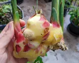 Main d'une personne tenant des rhizomes de gingembre frais, prêts à faire pousser du gingembre.