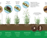 Life cycle of bill bugs, showing overwintering adults, mating, egg-laying, larvae feeding on stems and roots, pupation, and new adults emerging.