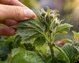 Main de jardinier inspectant une feuille de fraisier infestée de pucerons. Des coccinelles et des fourmis sont présentes, suggérant un traitement naturel contre les pucerons.