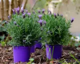 Yes, you can grow lavender in a pot! These vibrant purple pots hold lush lavender plants, showcasing their fragrant purple blooms and green foliage.