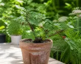 Un jeune poivrier du Sichuan en pot, avec ses petites baies rouges, se dresse sur une terrasse en bois, entouré de verdure luxuriante.