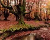Raíces musgosas de árboles centenarios en bosques de España, cubiertos de hojas otoñales. Un arroyo serpentea entre la hojarasca.