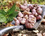 Une pelle remplie de légumes anciens tubercules, des topinambours fraîchement récoltés, prêts à être cuisinés.