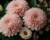 En bukett med rosa snittblommor, inklusive stora, fluffiga blommor och mindre, delikata blommor, samt en vit ros.