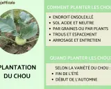 Un jeune plant de chou-rave pousse en terre. Le texte explique comment et quand planter des choux pour une récolte réussie.