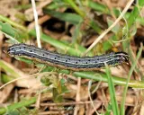 A striped armyworm caterpillar crawls on grass. These hungry larvae are what army worms turn into before becoming moths.