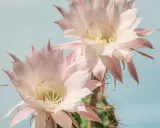 Två stora, ljusrosa blommande kaktusar mot en ljusblå himmel. En liten bi syns i en av blommorna.