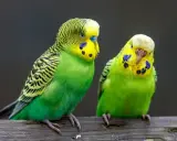 Due parrocchetti verdi e gialli, con macchie blu sulle guance, seduti su un ramo. Sembrano piccoli come un dente di leone.
