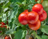 Gros plan sur un plan de tomate avec des fruits rouges brillants et des feuilles vertes.