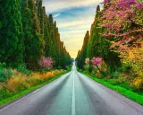 Viale dei Cipressi, un'icona di Bolgheri cosa vedere. La strada si perde tra alberi secolari e fioriture primaverili, un invito al viaggio.