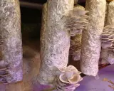 Des pleurotes poussent sur des troncs de culture maison, prêts à être récoltés.