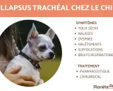 Chien souffrant de collapsus trachéal, avec symptômes et traitements listés. L'espérance de vie dépend de la prise en charge.