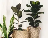 Trzy piękne kwiaty doniczkowe do domu: Fikus, Monstera i Sansewieria w wiklinowych osłonkach.