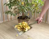 Un ficus perd ses feuilles, une pelle ramasse les feuilles tombées sur le sol en bois.