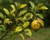 Un citronnier aux **oranger feuilles jaunes** et tachées de noir, avec un fruit mûr pendant à une branche.