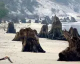 Zatopiony las na piaszczystej plaży, gdzie stoją samotne pnie drzew, tworząc surrealistyczny krajobraz.