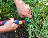 Hände schneiden mit einer Gartenschere einen Strauch Katzenminze. Die grünen Blätter und Stängel sind dicht und üppig.