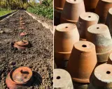 Ligne de pots en terre cuite enterrés dans le sol, prêts pour la plantation. À droite, une pile de pots en terre cuite.
