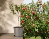 Ein junger Apfelbaum im Topf neben einem reifen, fruchttragenden Apfelbaum. So könnte es aussehen, wenn man einen Apfelbaum pflanzt und ihn wachsen sieht.