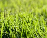 Close-up of vibrant green grass. A common question is: does borax kill grass? This image shows healthy blades, not the brown, dead patches borax can cause.