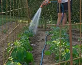 Arrosage des haricots verts dans le potager. Un jardinier arrose les jeunes plants avec un tuyau d'arrosage.