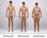 Trzy typy budowy sylwetki męskiej: ektomorfik (szczupły), mezomorfik (umięśniony) i endomorfik (zaokrąglony).