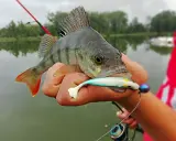 Okoń złowiony na spinning, z przynętą w pysku. Pokazuje, jak złowić okonia na spinning.