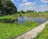 Spokojne krajobrazy Podlasia: drewniany pomost prowadzi do stawu, gdzie pływają łabędzie wśród bujnej zieleni.