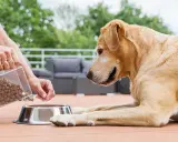 Un chien attend patiemment sa gamelle remplie de croquettes, signe d'un bon régime alimentaire.