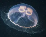 Una medusa trasparente fluttua nell'oscurità, con le sue delicate frange che si estendono. Sembra quasi che le meduse abbiano il cuore, con quelle forme rotonde al centro.