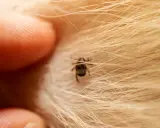 Gros plan d'un doigt prêt à enlever un tique sans pince, niché dans la fourrure dorée d'un animal.