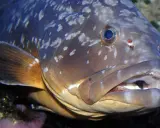 Primo piano di una cernia con macchie chiare sul corpo e pinna arancione.