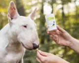 Biały bull terrier dostaje smakołyk, który może pomóc w walce z giardią u psa objawy.