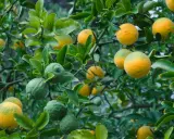 Frutti verdi e gialli pendono dai rami spinosi, come l'arancio amaro trama il suo ciclo vitale.
