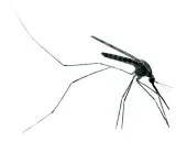 En mygga, bärare av malaria sjukdom, med långa ben och vingar mot vit bakgrund.