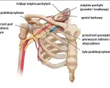 Anatomia górnego otworu klatki piersiowej: tętnica i żyła podobojczykowa, mięśnie pochyłe, splot barkowy.