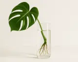 Ein Monstera-Ableger mit Wurzeln in einem Glas Wasser.