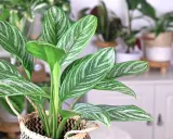 Aglaonema odmiany z pięknymi, pasiastymi liśćmi w odcieniach zieleni i bieli, wpleciona w pleciony koszyk.