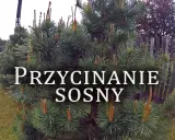 Jak przycinać sosnę dla gęstej korony? Uniknij 4 błędów!